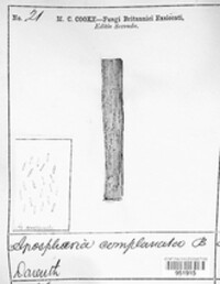 Calophoma complanata image